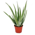 Aloe vera - ca. 7-8 ans - pot de 21cm, grande et très vieille plante