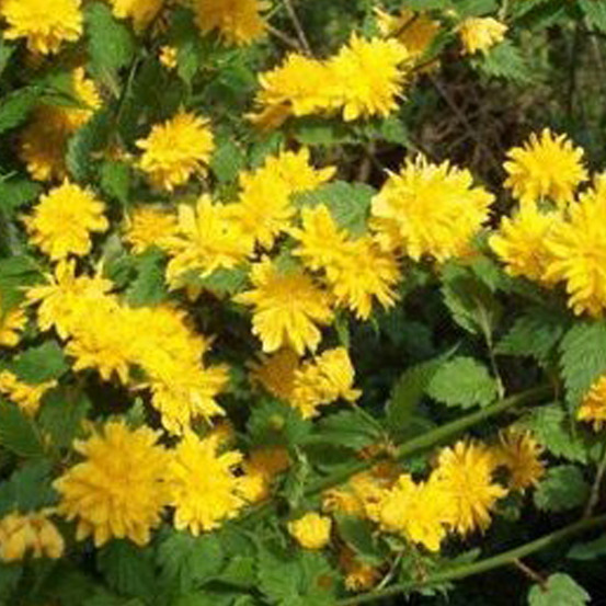 2 x corète du japon 'pleniflora' - kerria japonica 'pleniflora' - 50-60 cm pot