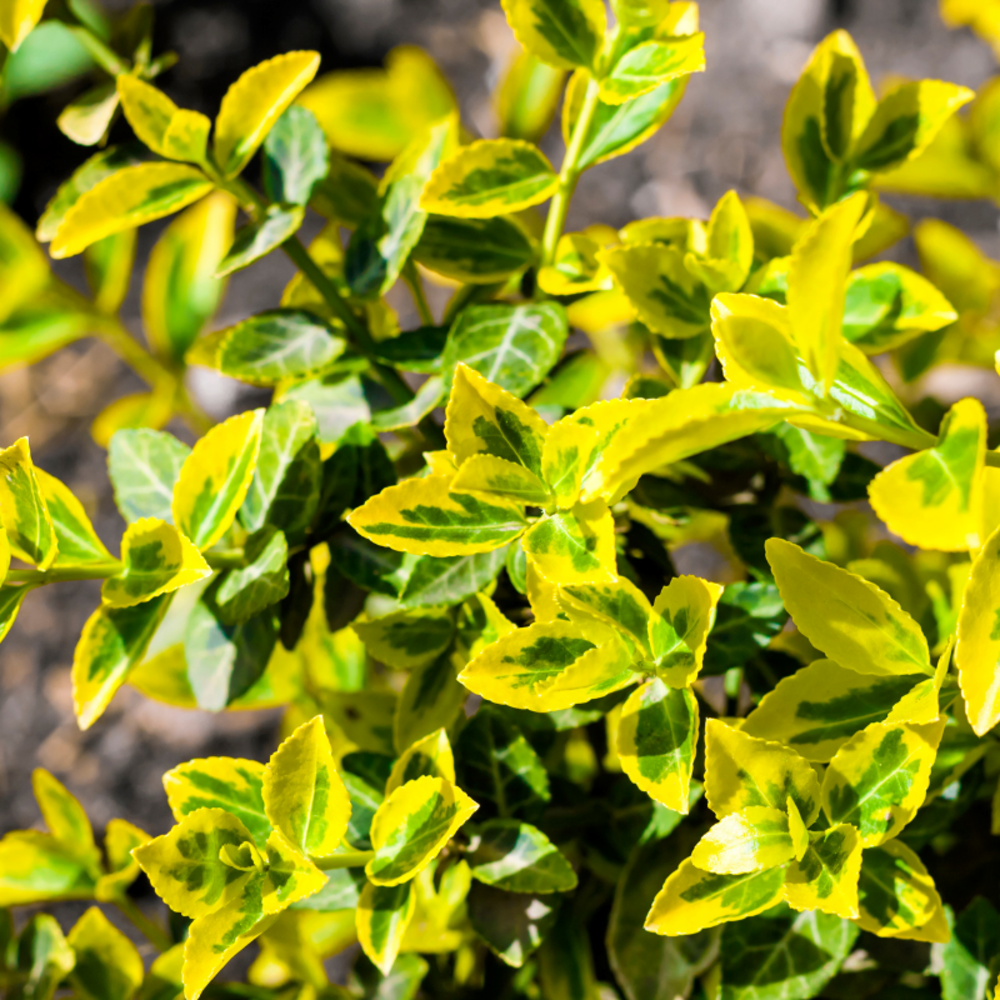 Fusain fort emerald n gold - euonymus fort emerald n gold 30cm