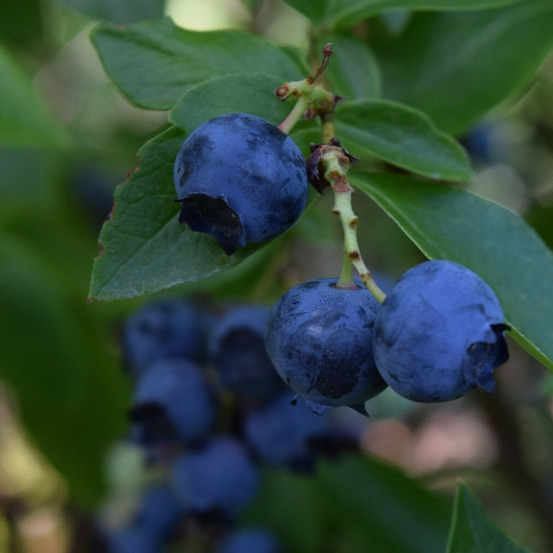 Myrtille legacy, myrtillier pot de 3l - 30/60 cm