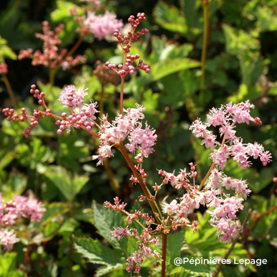3 filipendules 'kahome' (filipendula 'kahome')