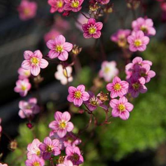 6 x saxifrage d'arends 'blütenteppich - saxifraga 'blutenteppich' - godet 9cm x 9cm