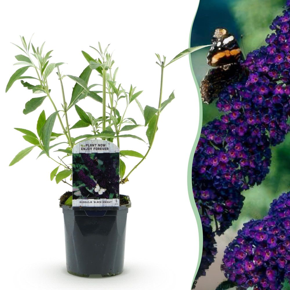 Arbre aux papillons 'black night' - pot 17 cm - hauteur 25 cm