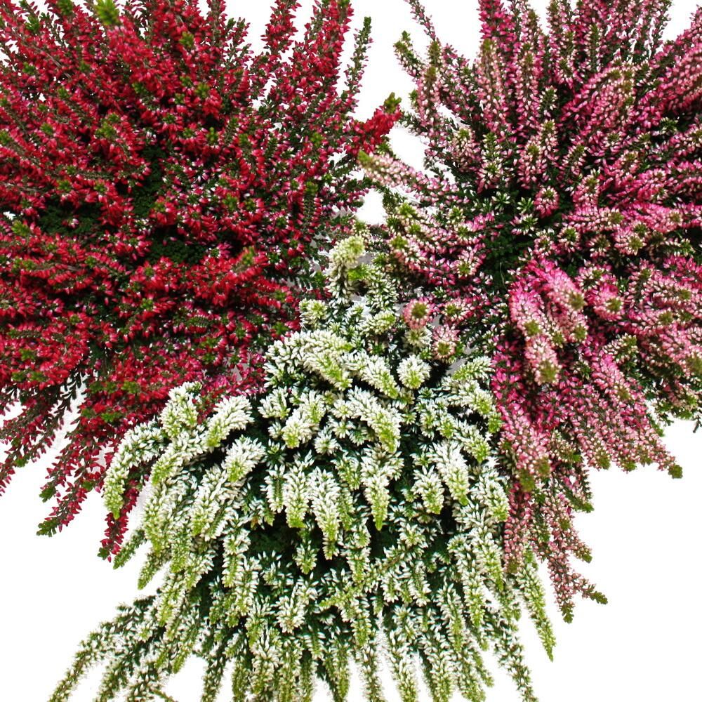 Calluna vulgaris - set de 6 plantes - bruyère à balai - plante de terre de bruyère - résistante au froid - pot de 11cm