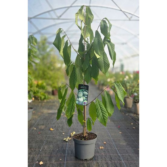 Asiminier 'rebecca's gold' - en pot de 5 litres