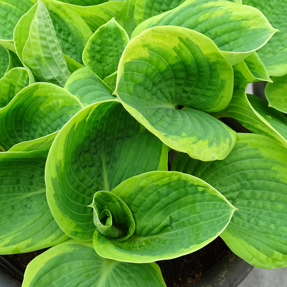 Hosta sieboldiana 'frances williams' godet de 8/9 cm