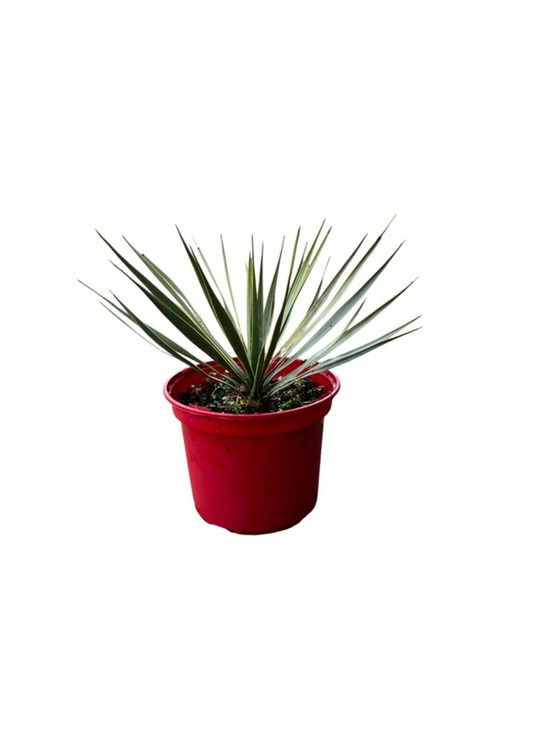 Yucca rostrata - pot 4 l