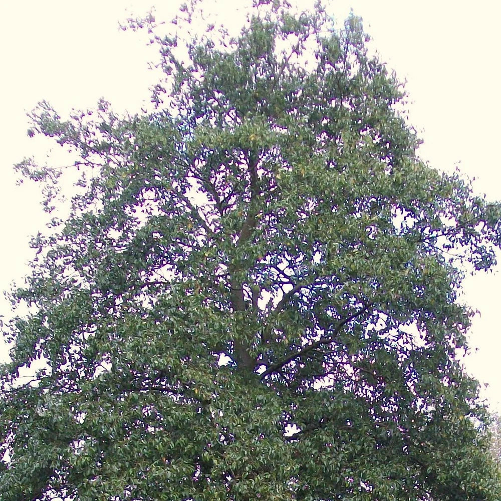Aulne à feuilles en coeur pot de 15l - baliveau