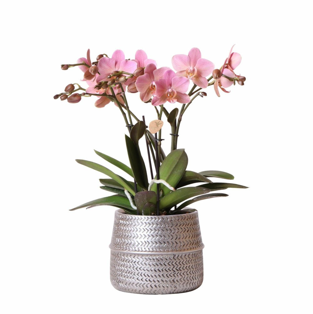 Orchidée rose trévise et son pot argenté - hauteur 35cm