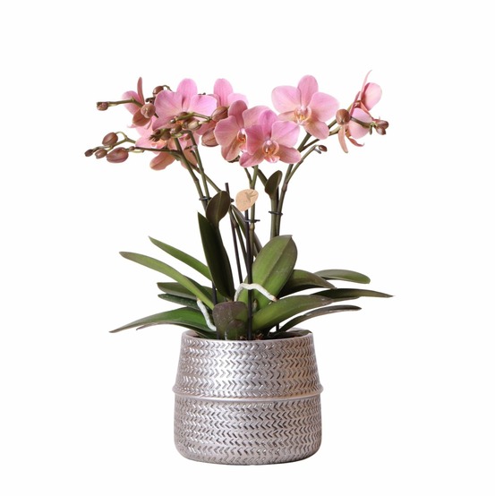 Orchidée rose trévise et son pot argenté - hauteur 35cm