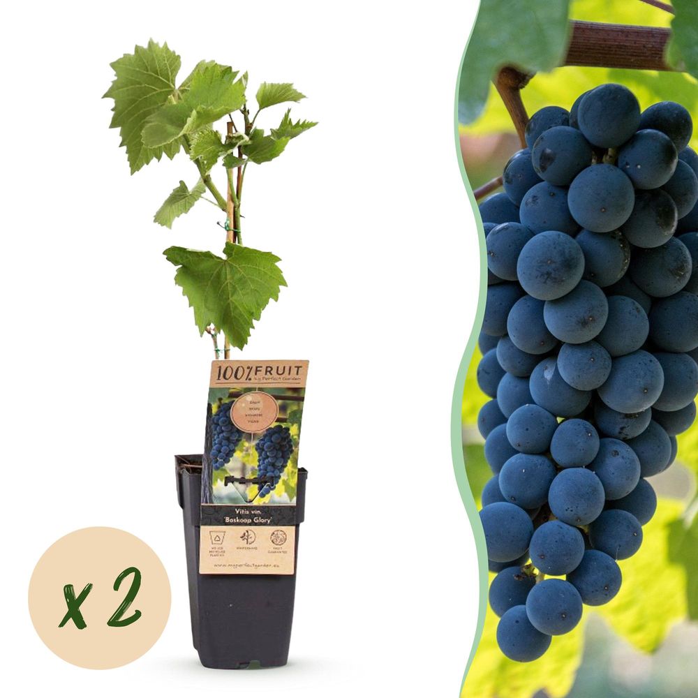 Vigne 'boskoop glory' - pot 15 cm - hauteur 50 cm