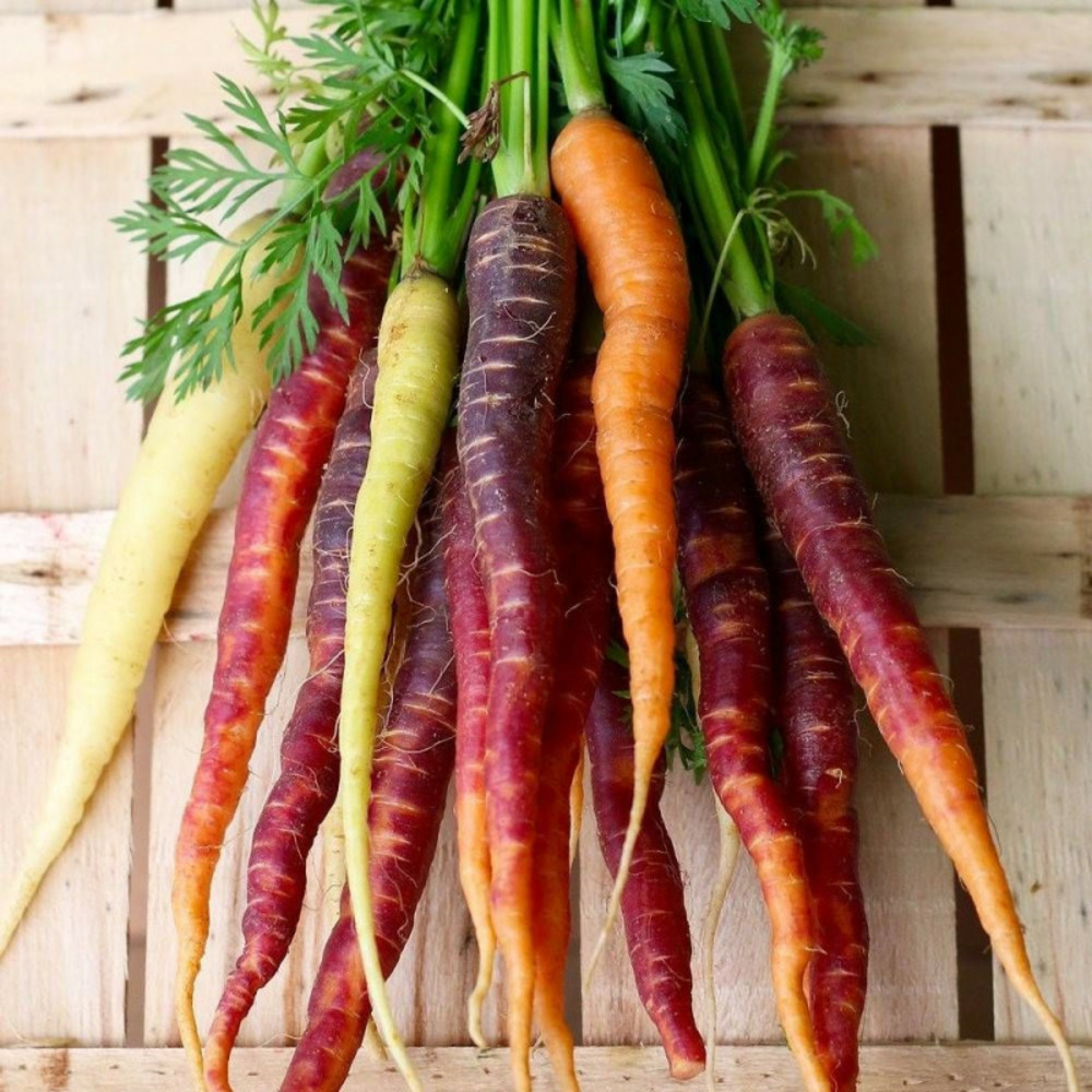 Graines de carotte de couleur en mélange - vilmorin sachet