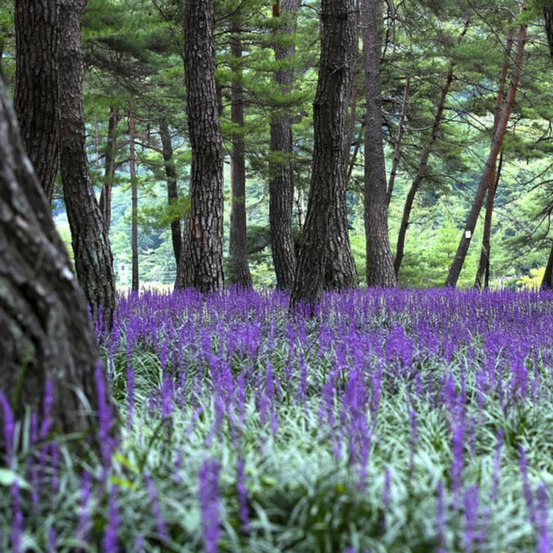 Liriope muscari big blue godet - 5/20 cm