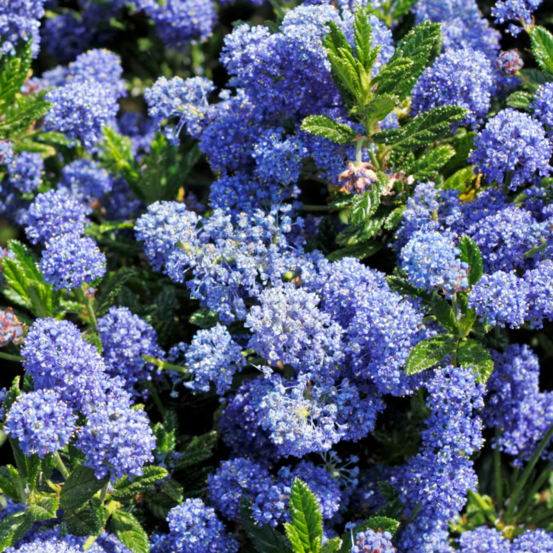 Céanothe puget blue - ceanothus puget blue pot 3l