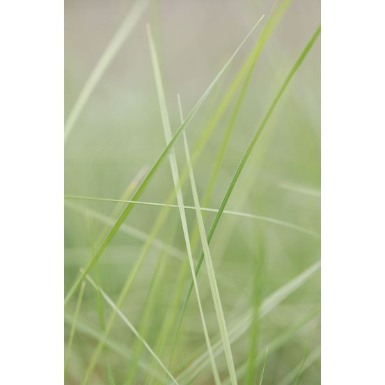 Stipa gigantea - en pot de 1,3 litres
