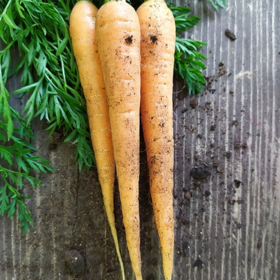 Graines de carotte jaune du doubs - vilmorin sachet
