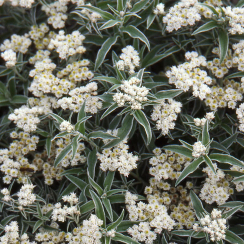 Immortelle de virginie godet - 5/20 cm