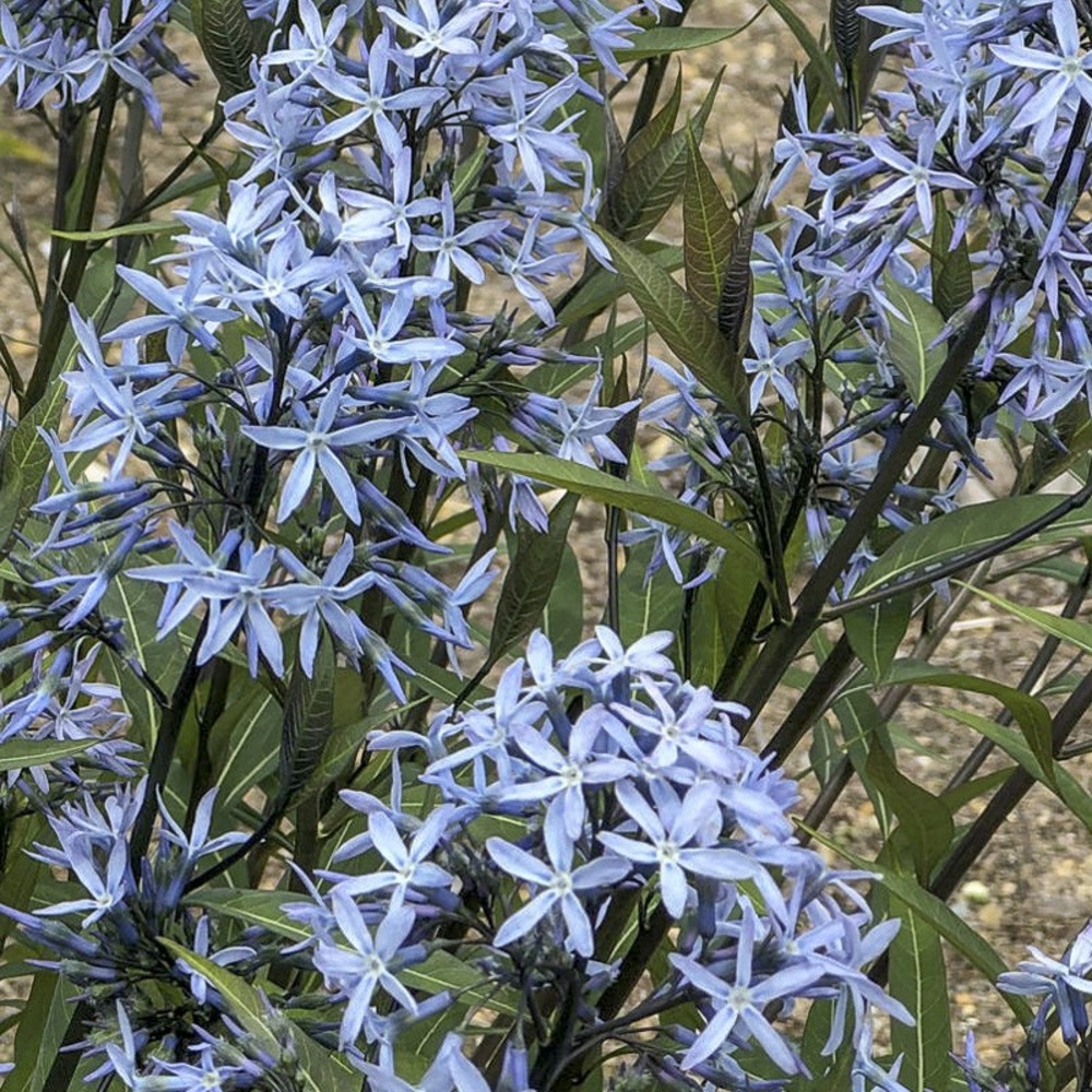 Étoile bleue 'storm cloud' godet de 8/9 cm