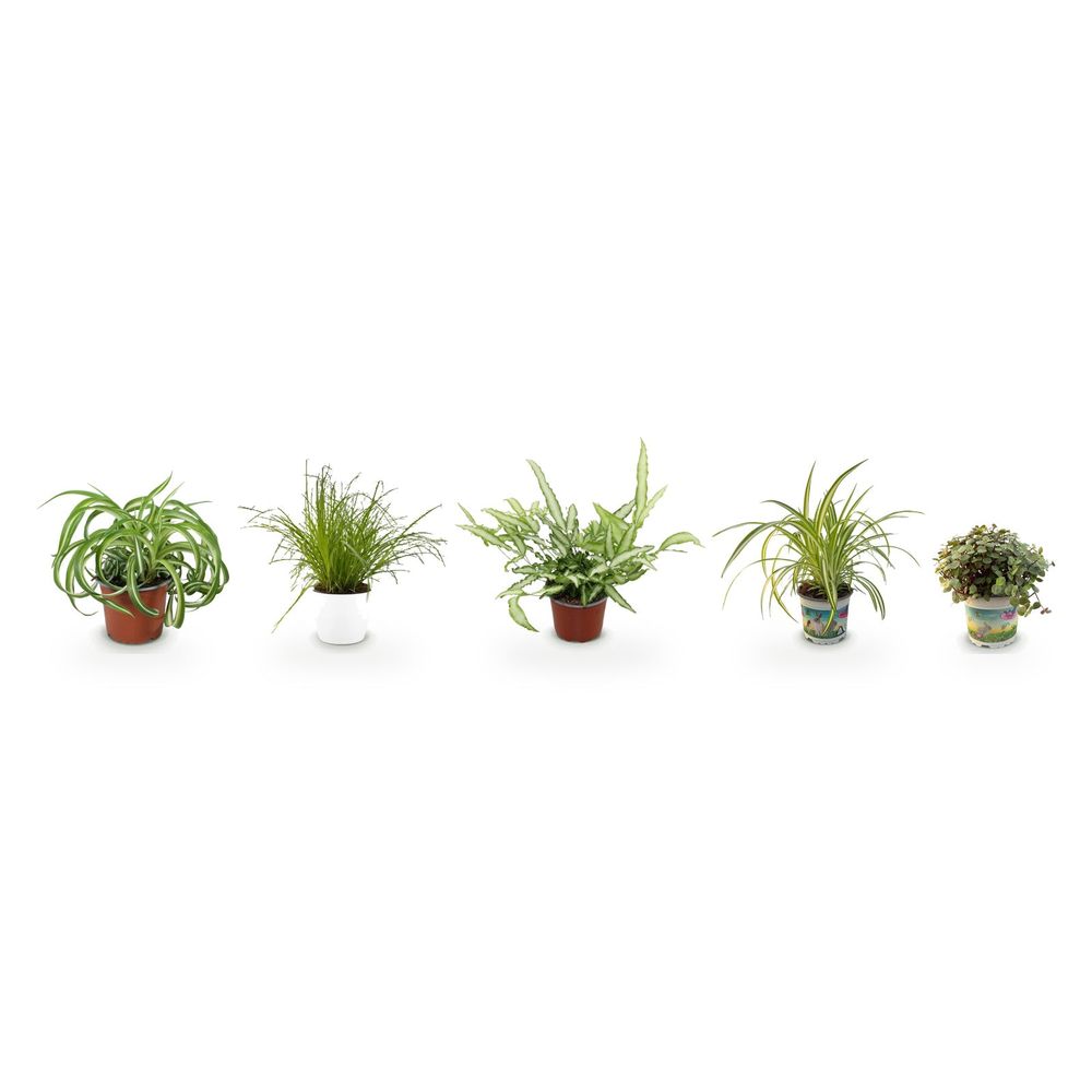 Pack découverte 5 plantes