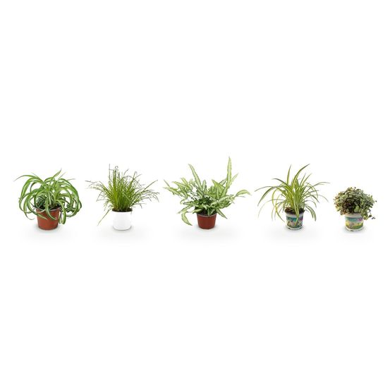 Pack découverte 5 plantes