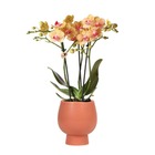 Orchidées colibri | orchidée phalaenopsis orange - jamaïque + pot ornemental scandic terre cuite - taille du pot 9cm - 45cm de haut