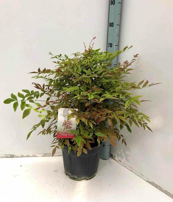 Nandina domestica (bambou sacré) pot de 12 litres ? 90/100 cm