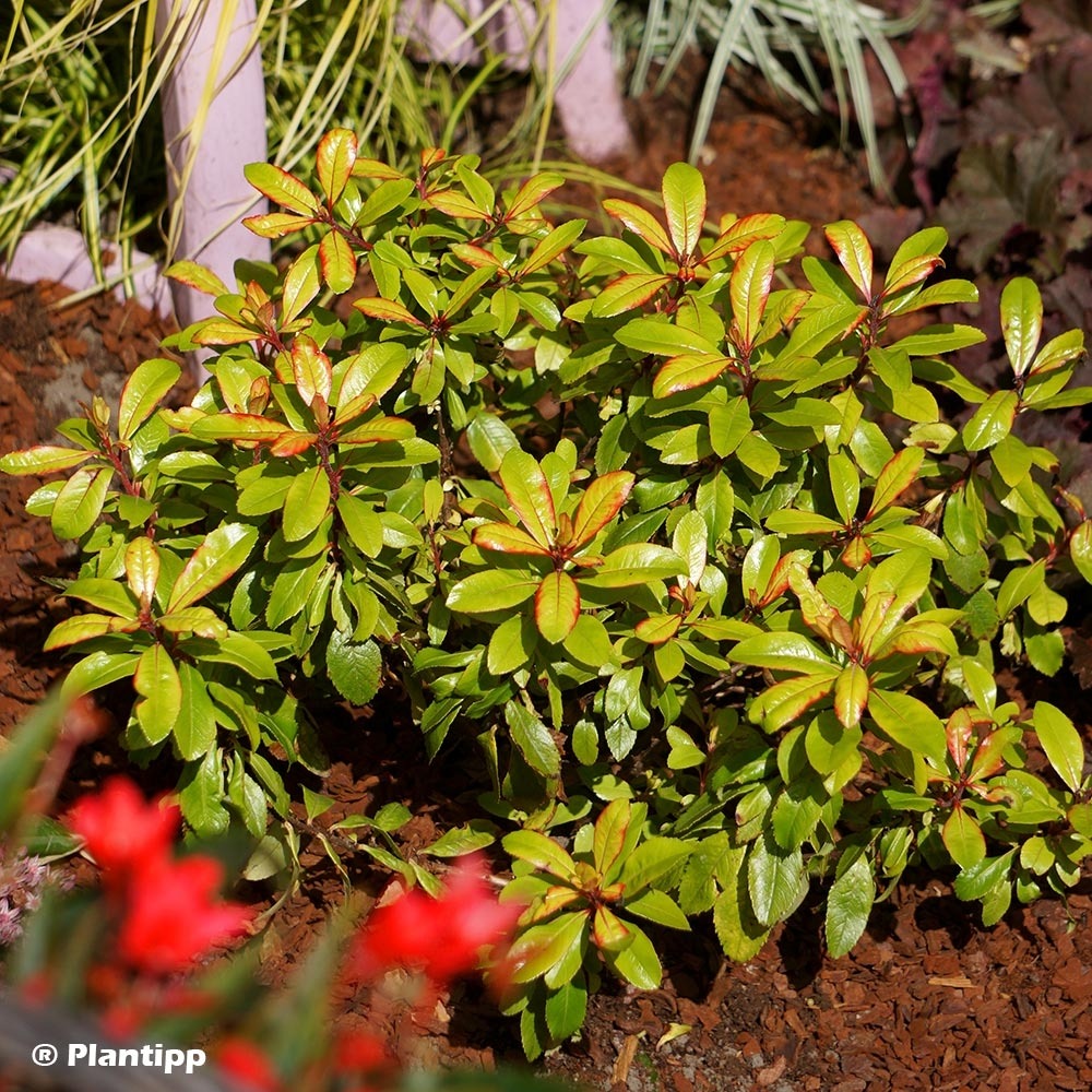 Escallonia 'glowing embers' pot de 3l/4l