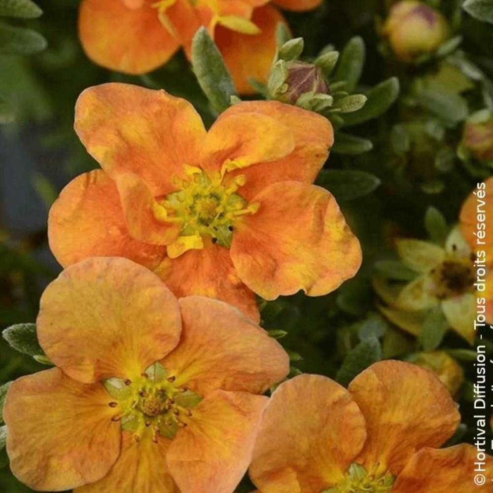 Potentille arbustive orang'issima®, potentilla pot de 7,5l - 40/60 cm