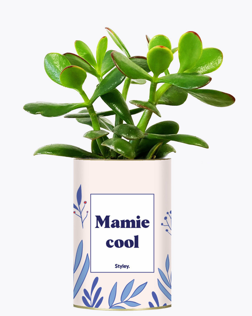 Plante à message - mamie cool - cactus