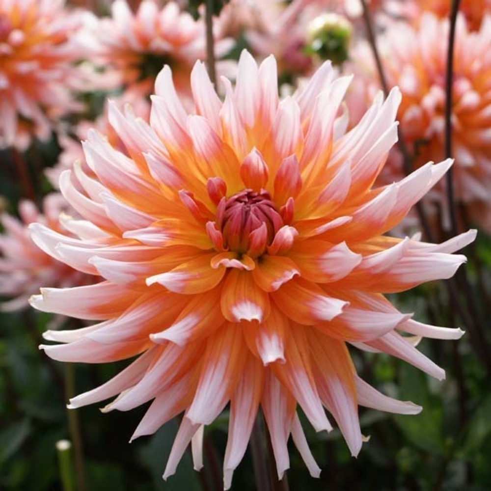 Dahlia semi-cactus 'okapi sunset' bulbe calibre i