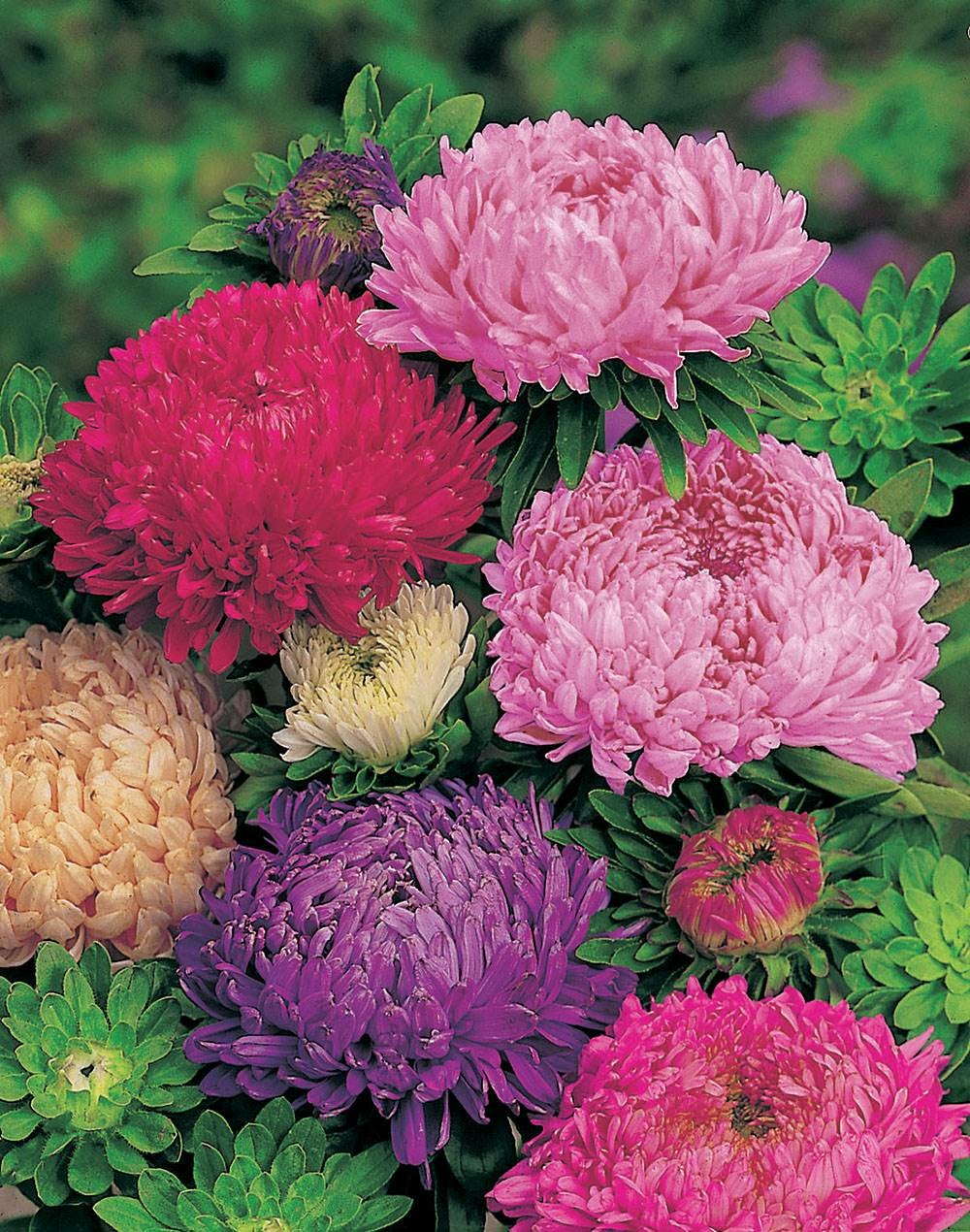 Reine marguerite beaute d amerique - 1 g