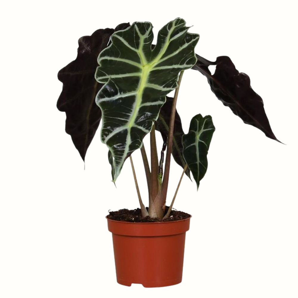 Alocasia polly - 35cm
