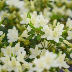 Azalée du japon white surprise - le pot / ø 9cm, vendu par lot de 4