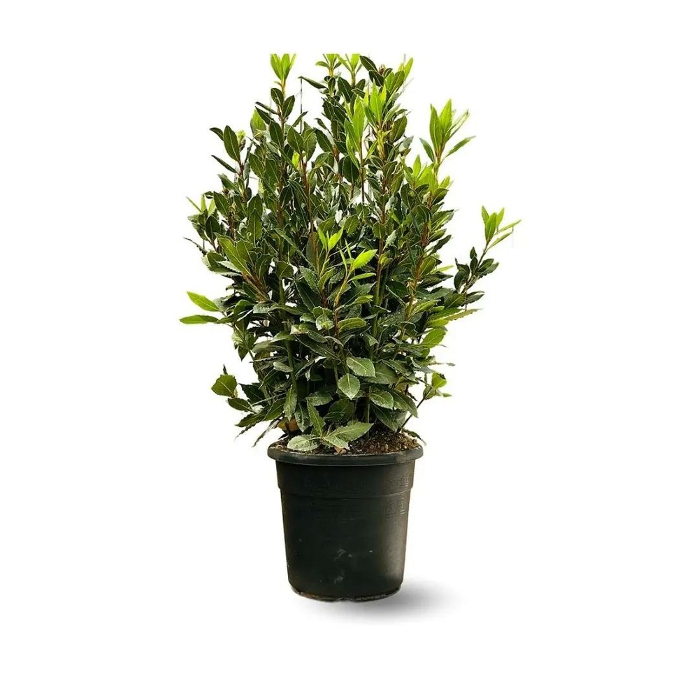 Laurier sauce - laurus nobilis - ↕ 100-110 cm - ⌀ 22 cm - plante d'extérieur