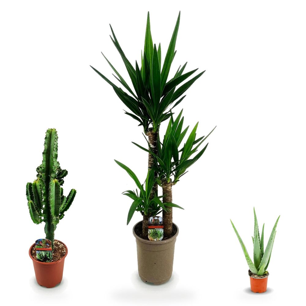 Coin désert graphique — yucca elephantipes, euphorbia eritrea & aloë vera — lot de 3 plantes