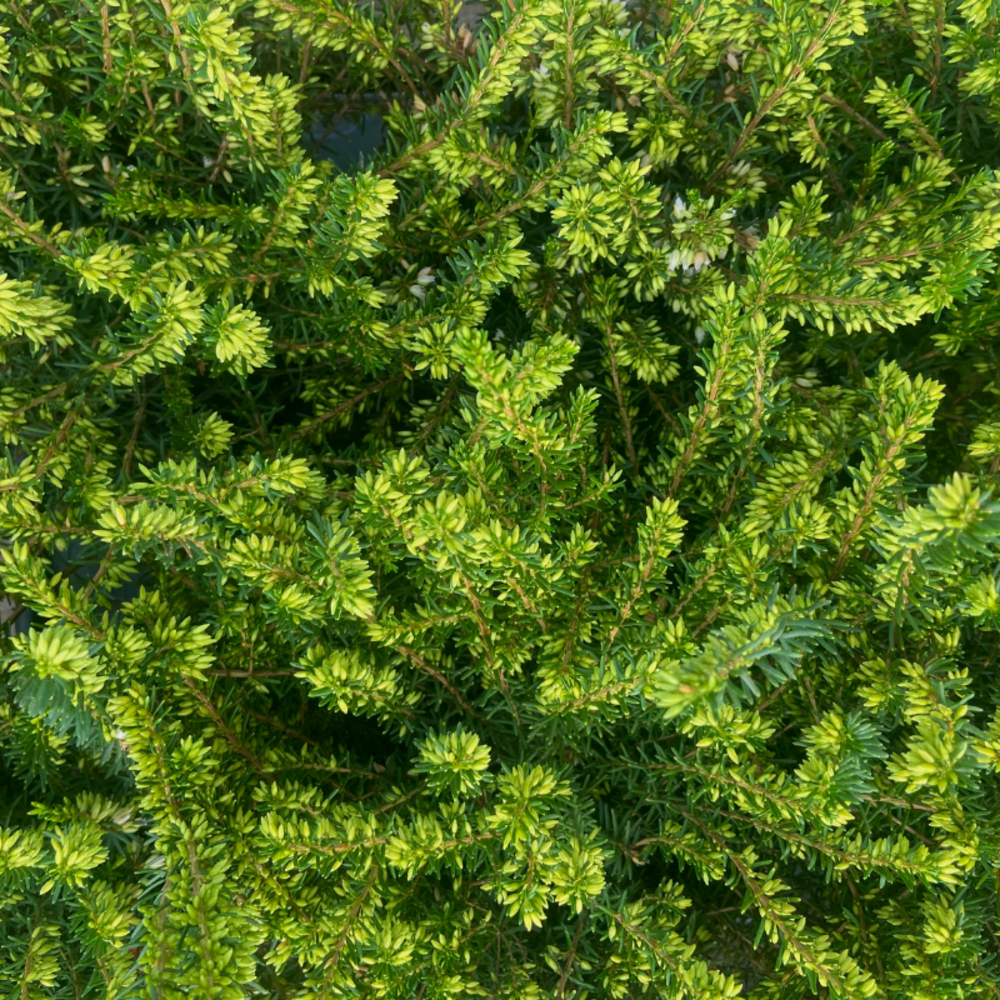 Bruyere d'hiver vivace - bruyère darleyensis en pot de 12cm