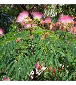 Arbre de soie 'rosea' pot de 2l/3l