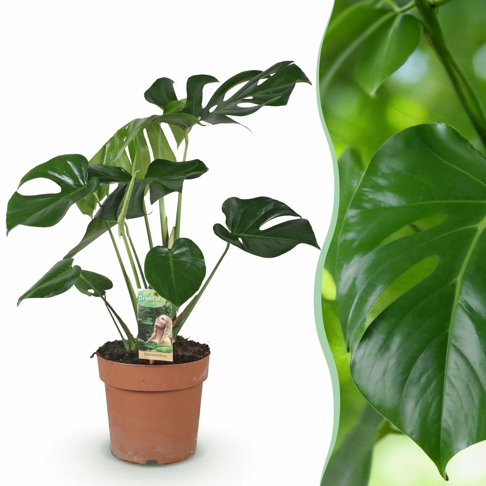 Monstera deliciosa – pot 21 cm – hauteur 70-80 cm