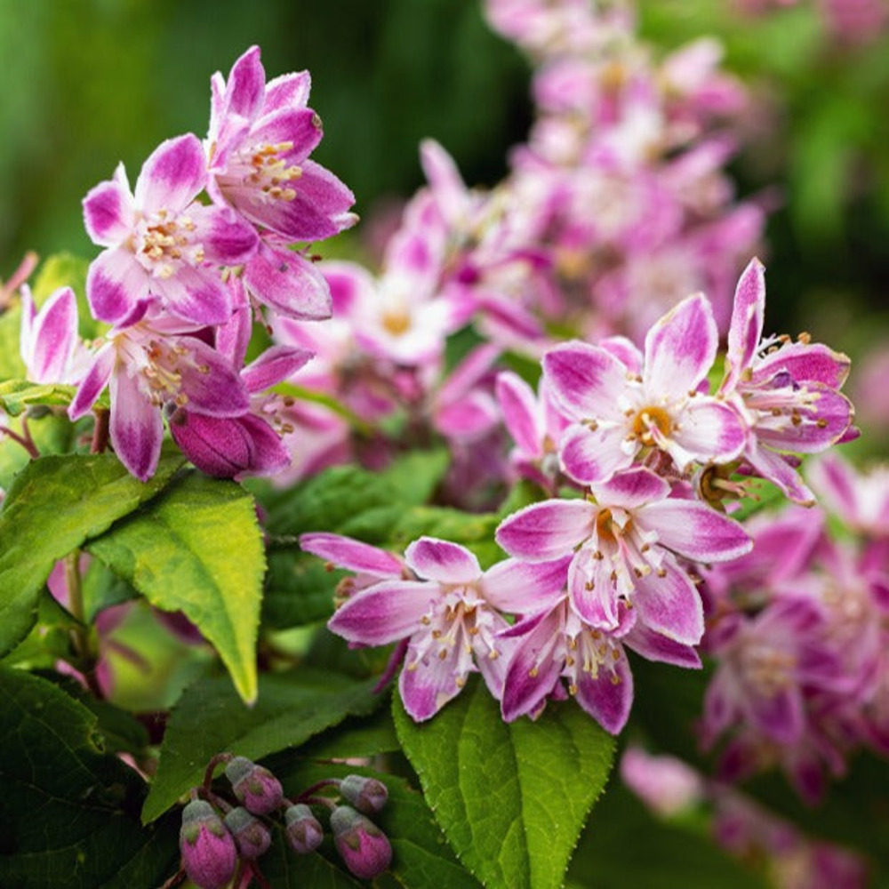Deutzia champ de fraise - le pot / ø 9cm, vendu par lot de 2