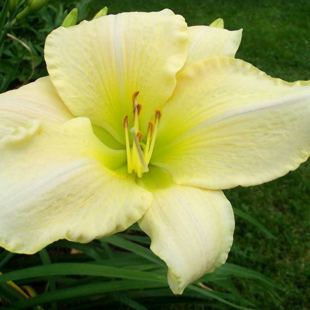 Lis d'un jour, hémérocalle 'snowy apparition' godet de 8/9 cm