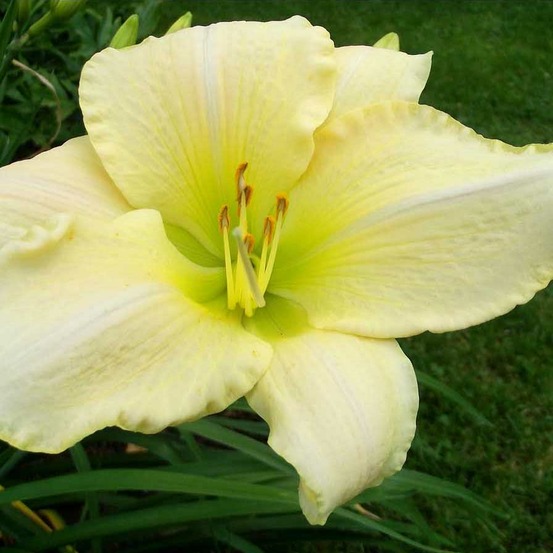 Lis d'un jour, hémérocalle 'snowy apparition' godet de 8/9 cm