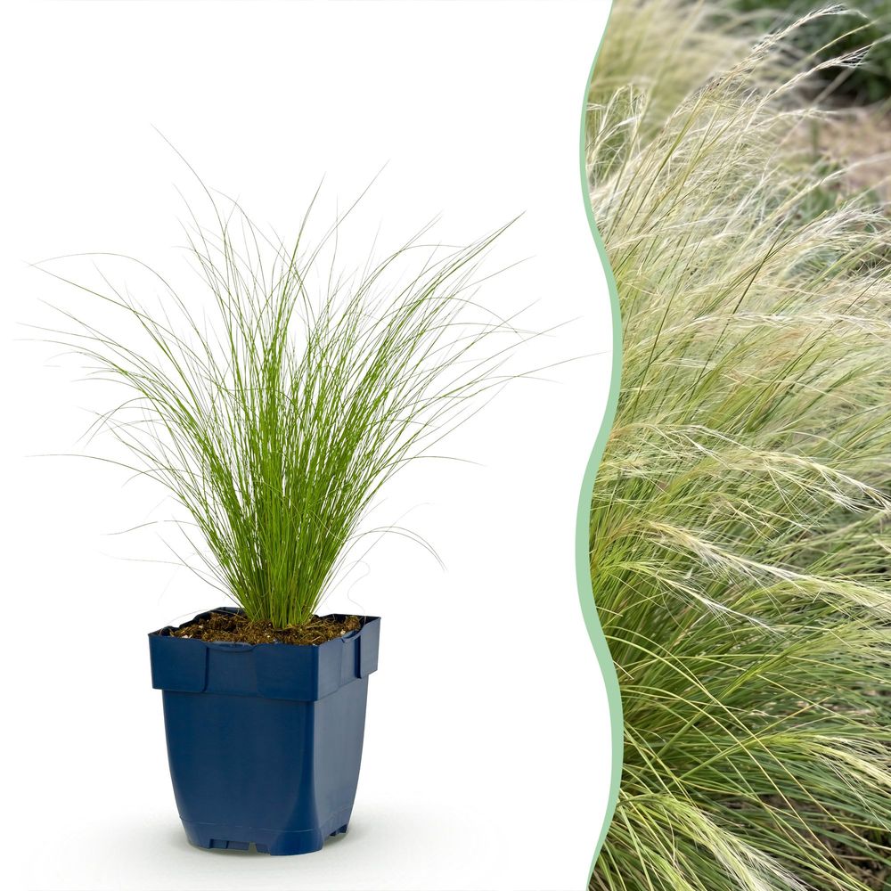 Cheveux d'ange 'ponytails' - lot de 6 - pot 11 cm - hauteur 25 cm