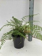 Dicksonia antartica (fougères arborescentes) taille stipe 40/50 total 150/170cm 30l