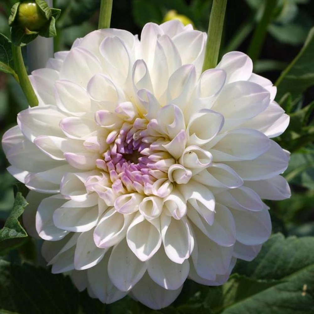 Dahlia décoratif 'evelyne' bulbe calibre i