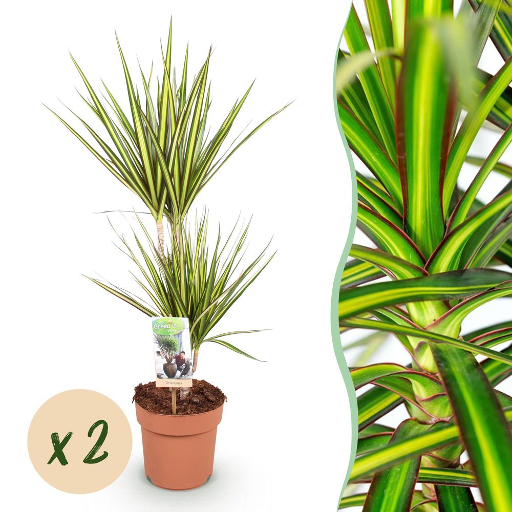 Dracaena sunray - arbre dragon - lot de 2 plantes - pot de 17cm - hauteur 70-75cm