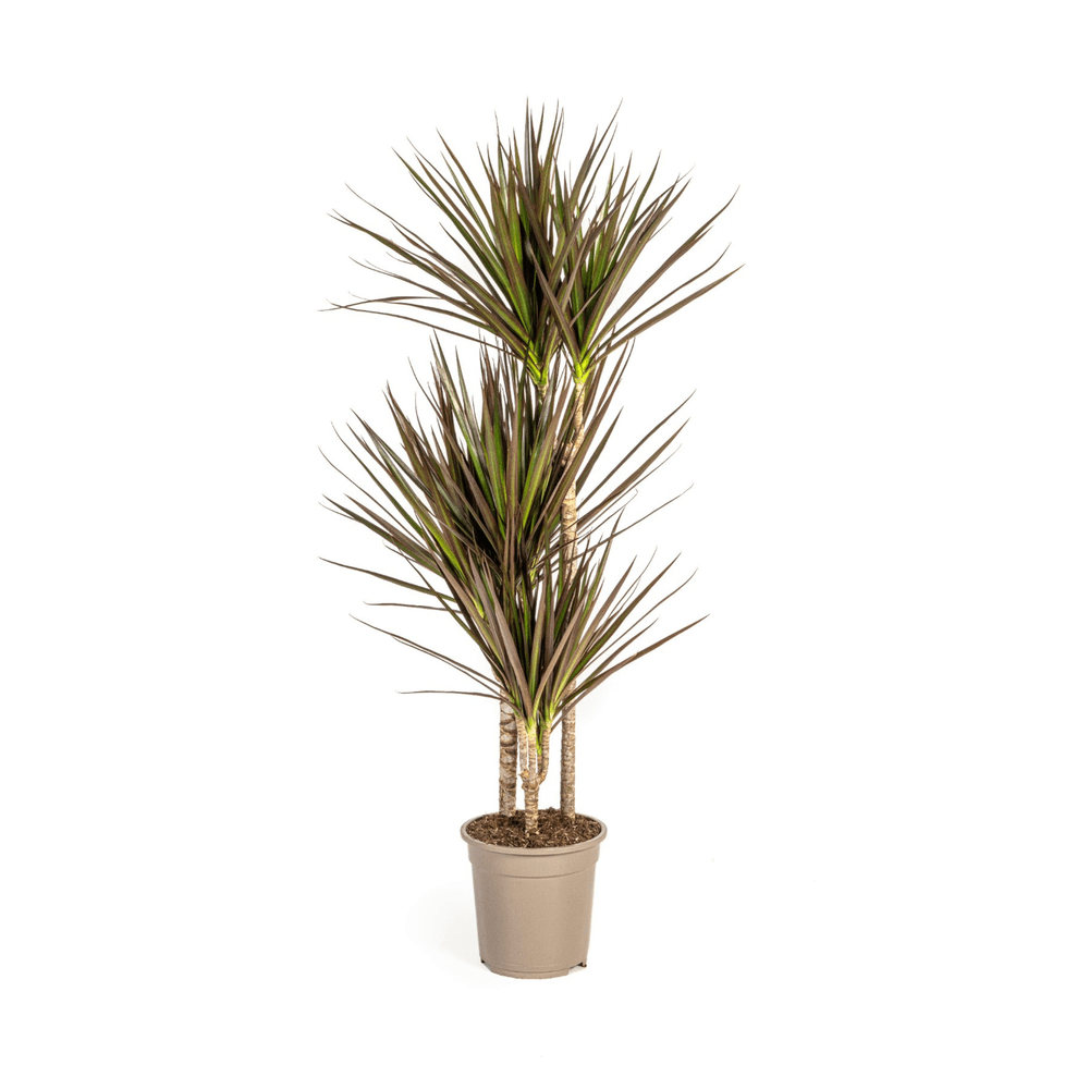 Dracaena marginata magenta ø21cm - ↕110 - 130cm - plantes d'intérieur