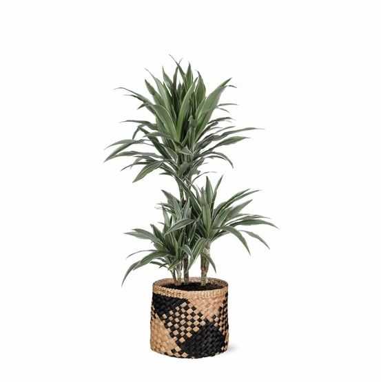 Dracaena warneckii et son pot panier naturel noir - hauteur 65cm