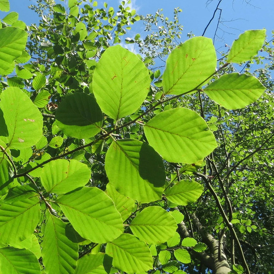 Hêtre commun zlatia, fagus pot de 15l - baliveau