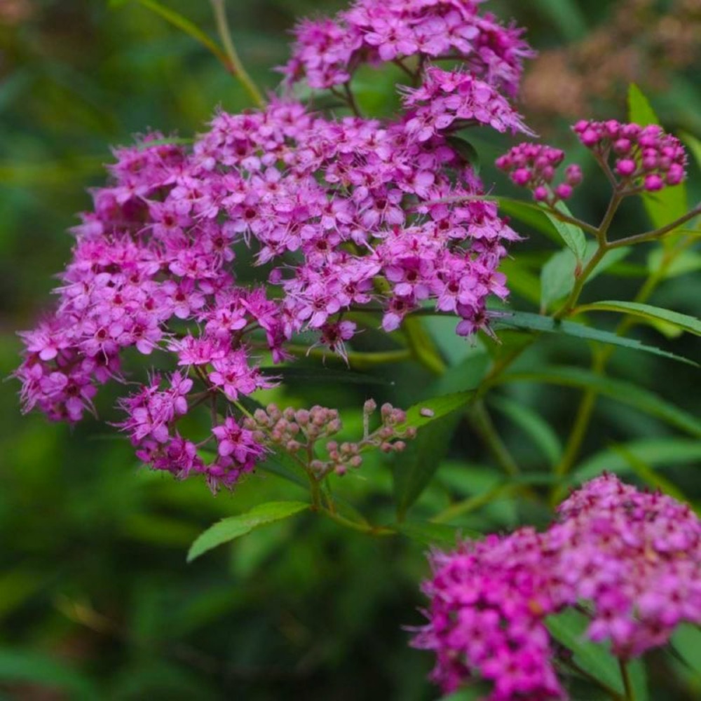 Spirée du japon 'little princess' (spiraea japonica 'little princess')