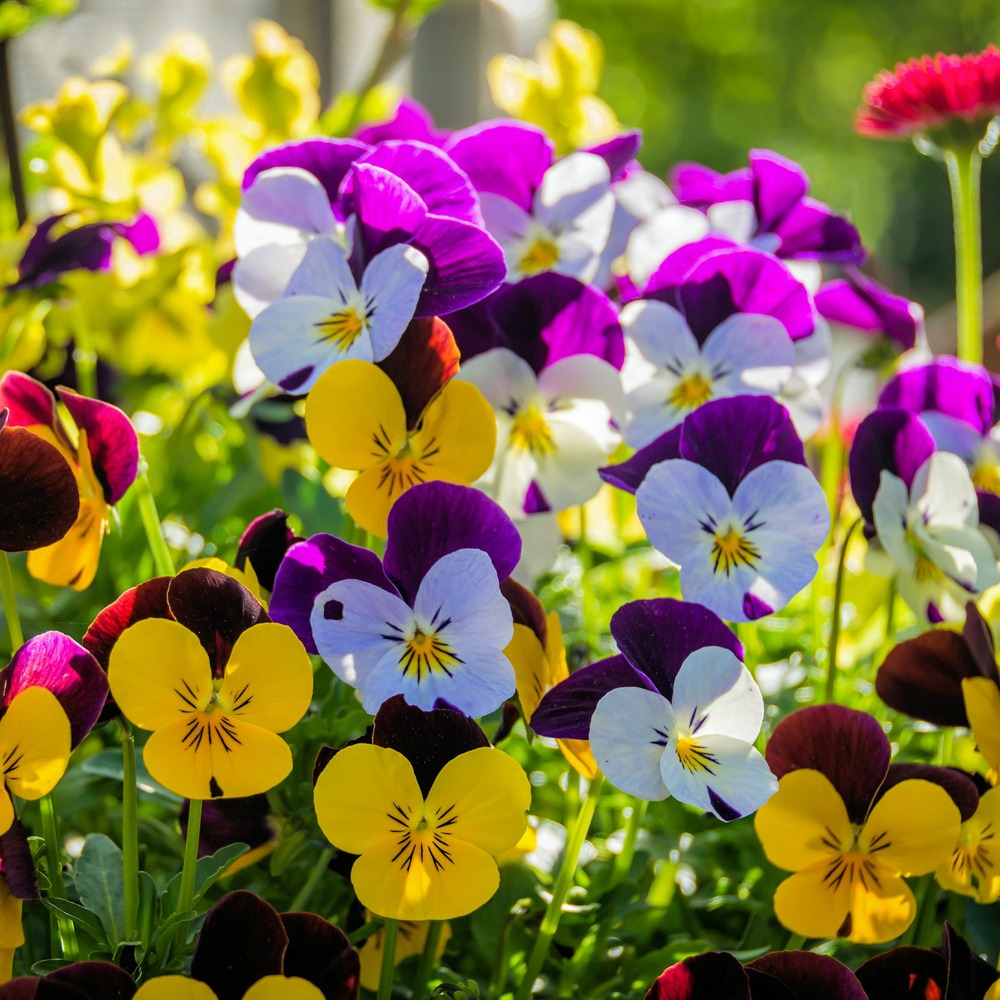 Violette cornue - le pot / ø 9cm, vendu par lot de 6